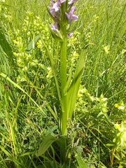 Dactylorhiza incarnata
