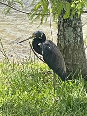 Egretta tricolor image