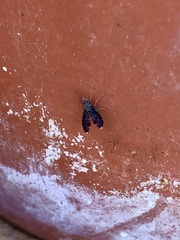 Trypetisoma sticticum