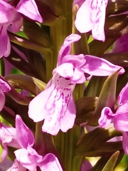 Dactylorhiza incarnata