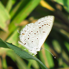 Cupido amyntula