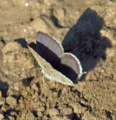 Cupido amyntula