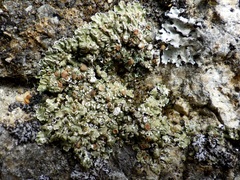 Squamarina cartilaginea