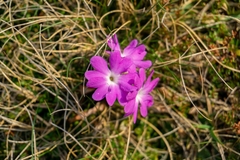 Primula clusiana