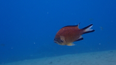 Chromis limbata