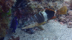 Serranus papilionaceus