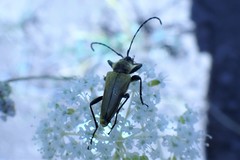 Lepturobosca