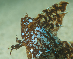 Cristiceps australis