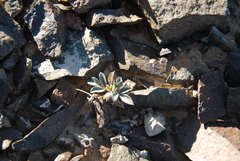 Astragalus monophyllus