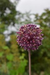 Allium