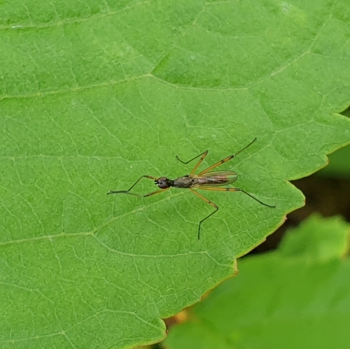 Micropeza corrigiolata, 1797 SL Den Hoorn Texel, Nederland, photo 10 of 10
