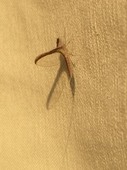 Callibaetis montanus