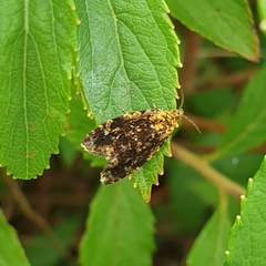 Celypha siderana