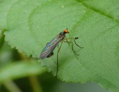 Rhamphomyia longicauda