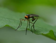 Rhamphomyia longicauda