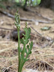 Botrychium matricariifolium