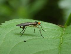 Rhamphomyia longicauda