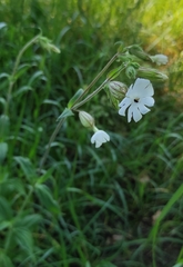 Silene latifolia