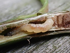 Cladardis elongatula