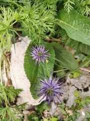 Phyteuma scheuchzeri columnae