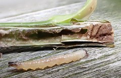 Cladardis elongatula