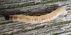 Cladardis elongatula