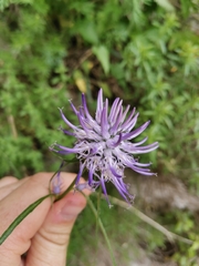 Phyteuma scheuchzeri columnae