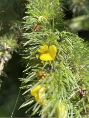 Aspalathus gerrardii