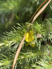 Aspalathus gerrardii