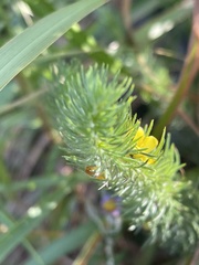 Aspalathus gerrardii