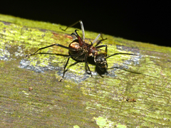 Polyrhachis olybria
