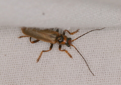 Cantharis figurata