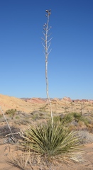Yucca utahensis