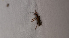Cantharis figurata