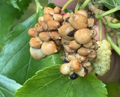 Ciboria carunculoides