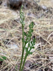 Botrychium matricariifolium