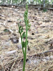 Botrychium matricariifolium