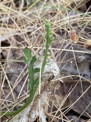 Botrychium matricariifolium