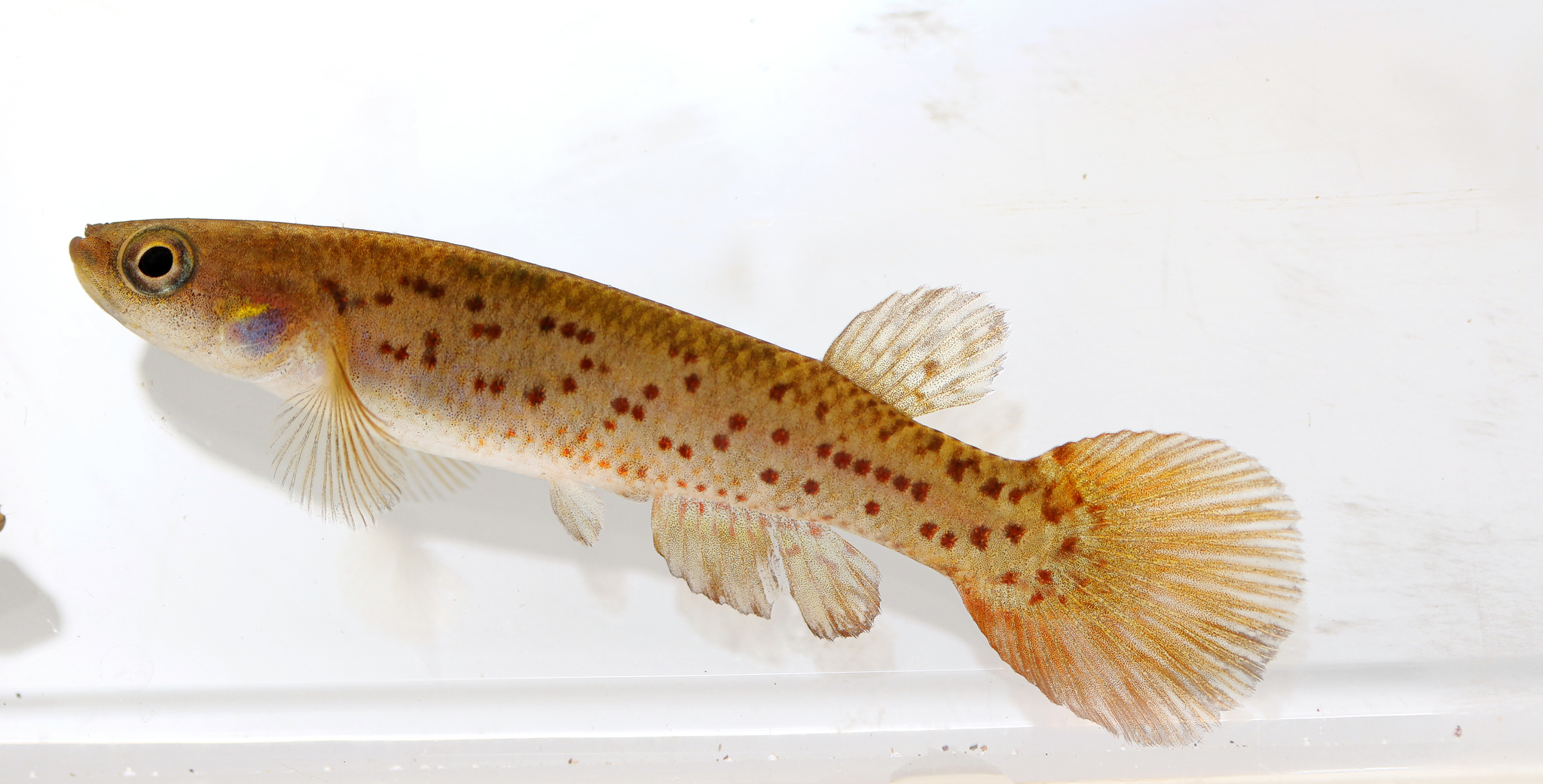 Cynodonichthys frommi