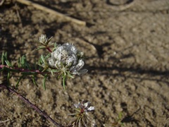 Polygala cyparissias