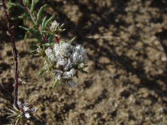 Polygala cyparissias