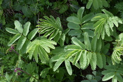Sanguisorba dodecandra
