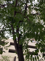Gymnocladus dioicus