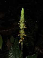 Microchilus