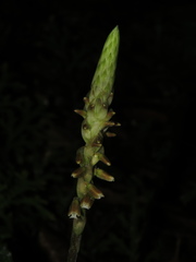 Microchilus