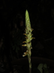 Microchilus
