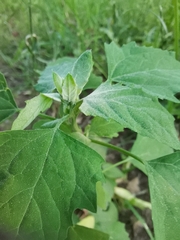 Chenopodium album