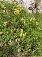 Genista sericea