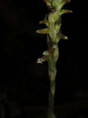 Microchilus