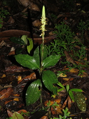 Microchilus